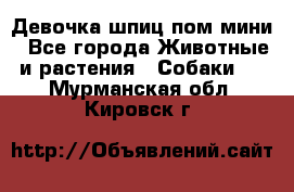 Девочка шпиц пом мини - Все города Животные и растения » Собаки   . Мурманская обл.,Кировск г.